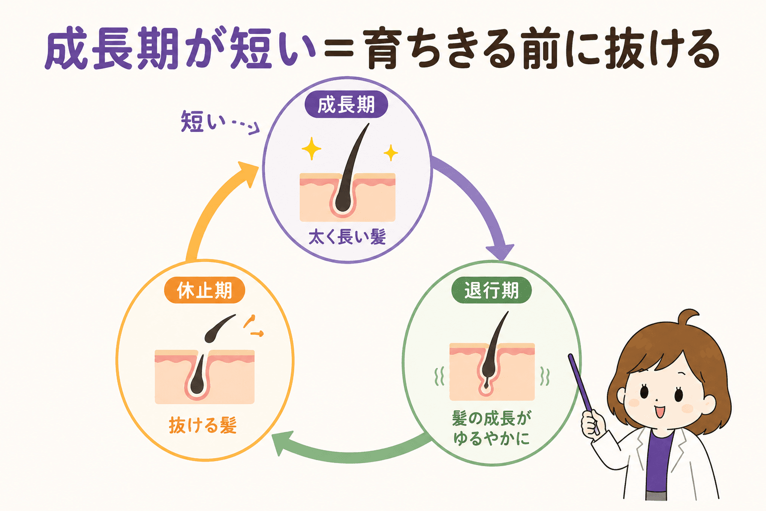 ヘアサイクルの図解