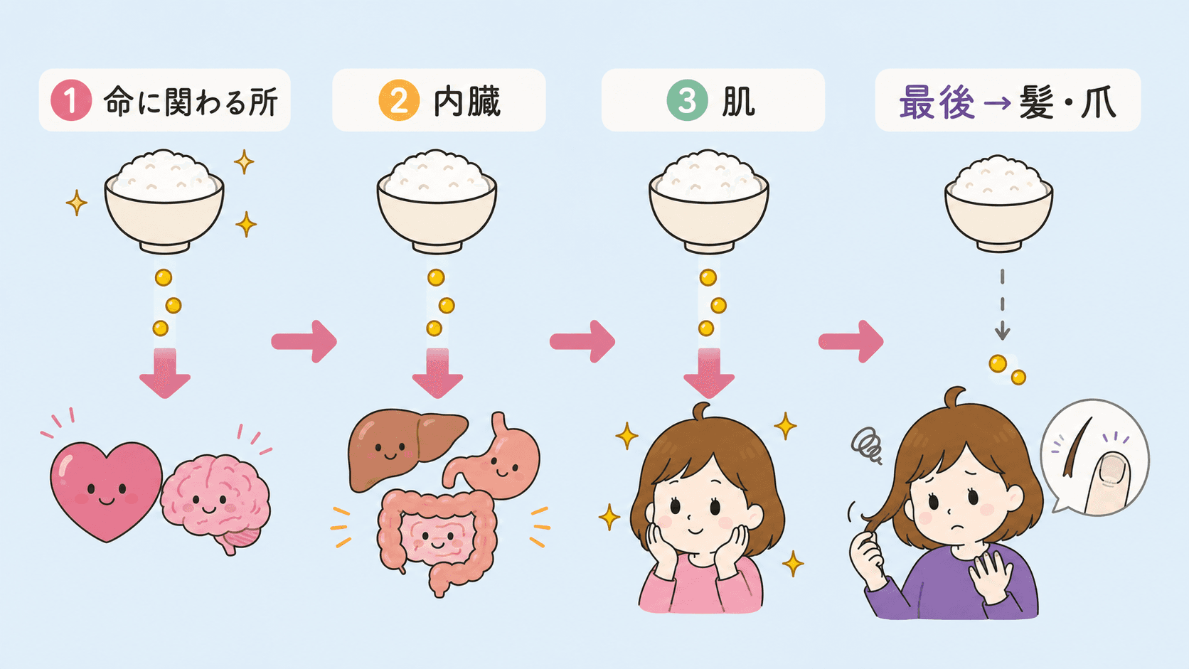 栄養が体の優先順位で配られ髪に届きにくい様子
