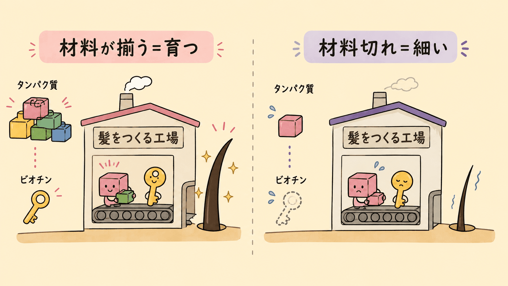髪の主成分ケラチンとビオチンの関係の図解